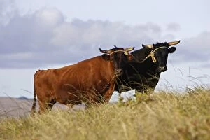 Images Dated 29th October 2004: Oxen on slope of Rano Kau volcano. Easter Island