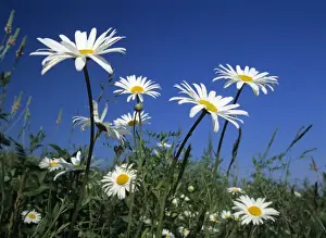 Oxeye daisies blossoms against blue sky Baden-Wuerttemberg, Germany