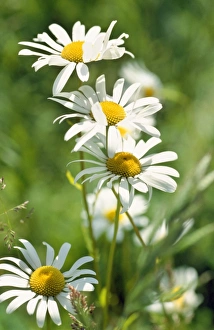 Ox Eye Collection: Oxeye Daisy