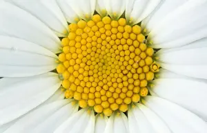 Oxeye Daisy