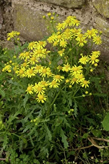 Plants Collection: Oxford ragwort ( Senecio squalidus) - a widespread naturalised weed