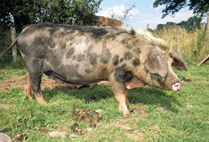 Images Dated 16th September 2011: Oxford Sandy & Black Pig