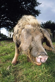 Images Dated 16th September 2011: Oxford Sandy & Black Pig