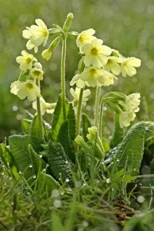 Images Dated 15th March 2007: Oxlip - in full bloom covered in dew at an early spring morning