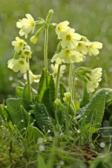 Oxlip Prints: Oxlip in full bloom covered in dew at an early spring morning Baden-Wuerttemberg, Germany