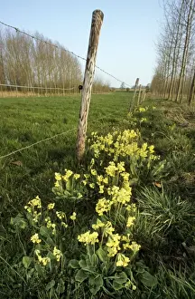 Oxlip in meadow