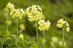 Images Dated 26th May 2008: Oxlips - in mountain pastures