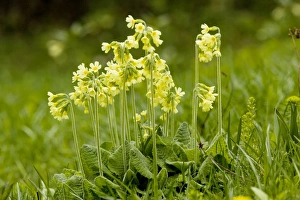 Images Dated 13th May 2007: Oxlips (Primula elatior) in flower. Rare in UK