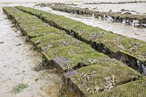 Images Dated 5th September 2007: Oyster beds at low tide
