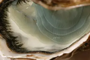 oyster - “fine de claire” opened