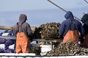 Oyster fishing on Long Island Sound off of Norwalk