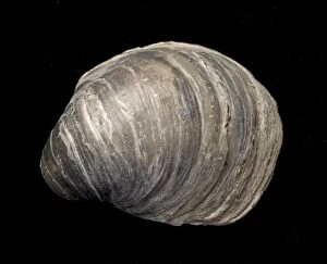 Images Dated 8th April 2008: Oyster Fossil