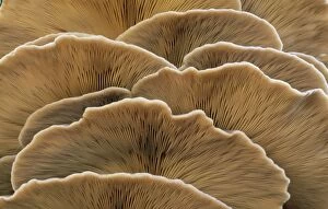 Mushrooms And Toadstools Collection: Oyster Mushroom - detailed study of Fungi gills