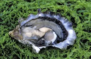 Oyster Prints: Oyster - opened