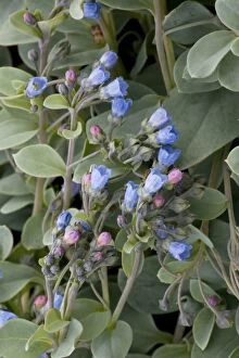 Images Dated 18th July 2006: Oyster plant (Mertensia maritima) growing on strandline. Rare in north Britain
