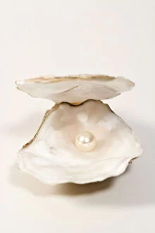 Shell Gallery: Oyster Shell