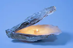 Oyster Shell With artificial pearl