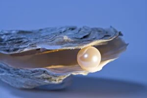 Images Dated 20th June 2007: Oyster Shell With artificial pearl