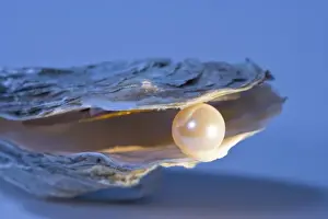 Oyster Shell With artificial pearl