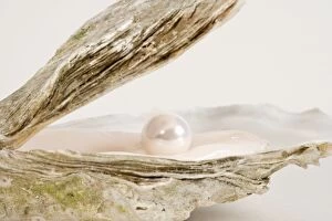 Images Dated 16th June 2007: Oyster Shell With artificial pearl