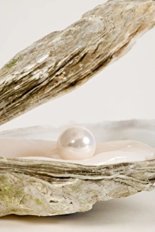 Images Dated 16th June 2007: Oyster Shell With artificial pearl
