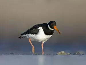 Images Dated 21st December 2007: Oystercatcher