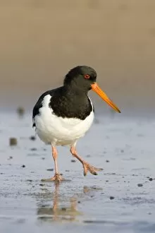 Images Dated 10th September 2004: Oystercatcher