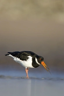 Images Dated 12th December 2007: Oystercatcher
