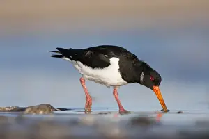 Oystercatcher