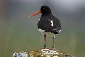 Images Dated 21st June 2005: Oystercatcher - With 4 rings on legs Northumberland coast, England