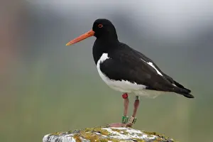Oystercatcher - With 4 rings on legs Northumberland coast, England