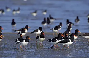 Oystercatcher