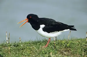 Oystercatcher - adult calling alarm