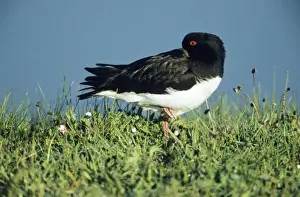 Oystercatcher - adult resting