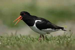 Oystercatcher-bird calling alarm cry, Northumberland UK