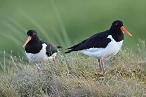 Images Dated 12th June 2008: Oystercatcher - breeding pair resting