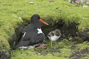 Oystercatcher - Brooding chicks Shetland Mainland, UK BI011000