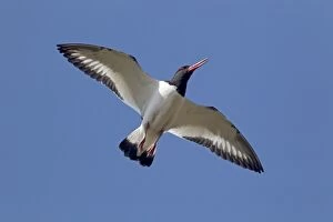 Images Dated 7th June 2012: Oystercatcher - calling in flight