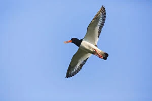 Images Dated 11th February 2019: Oystercatcher - calling in flight, Island of Texel, The Netherlands Date: 11-Feb-19