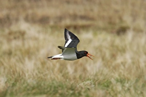 Shetland Island Collection: Oystercatcher - Calling in flight over moorland breeding grounds Unst, Shetland, UK BI010960