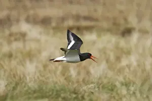 Shetland Island Prints: Oystercatcher - Calling in flight over moorland breeding grounds Unst