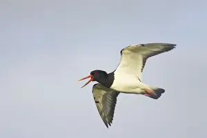 Shetland Island Prints: Oystercatcher - Calling in flight Yell, Shetland, UK BI010937