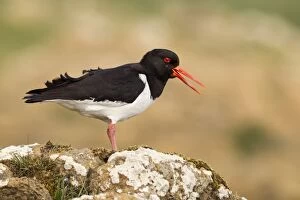 Images Dated 23rd June 2011: Oystercatcher - calling out to mark territory - Shetland Islands - Scotland