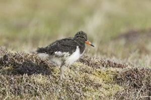 Images Dated 20th June 2012: Oystercatcher - chick on moorland