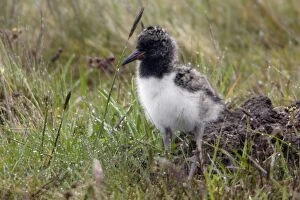 Oystercatcher - Chick searching for food