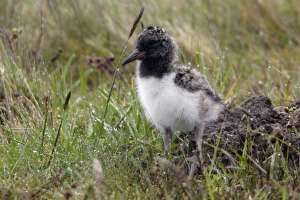 Oystercatcher - chick