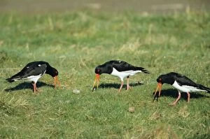 Images Dated 30th June 2005: Oystercatcher - communal piping displaying