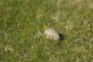 Images Dated 27th May 2012: Oystercatcher - egg laid on grasslabd showing lack of nest