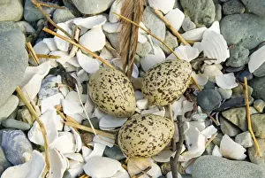 Mull Prints: Oystercatcher - Eggs - Nest on shingle - Mull - Scotland