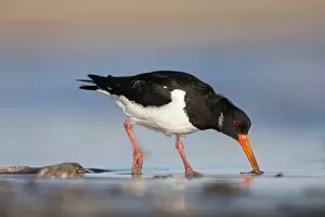 Oystercatcher Eurasian Oystercatcher - Probing the sand for a worm
